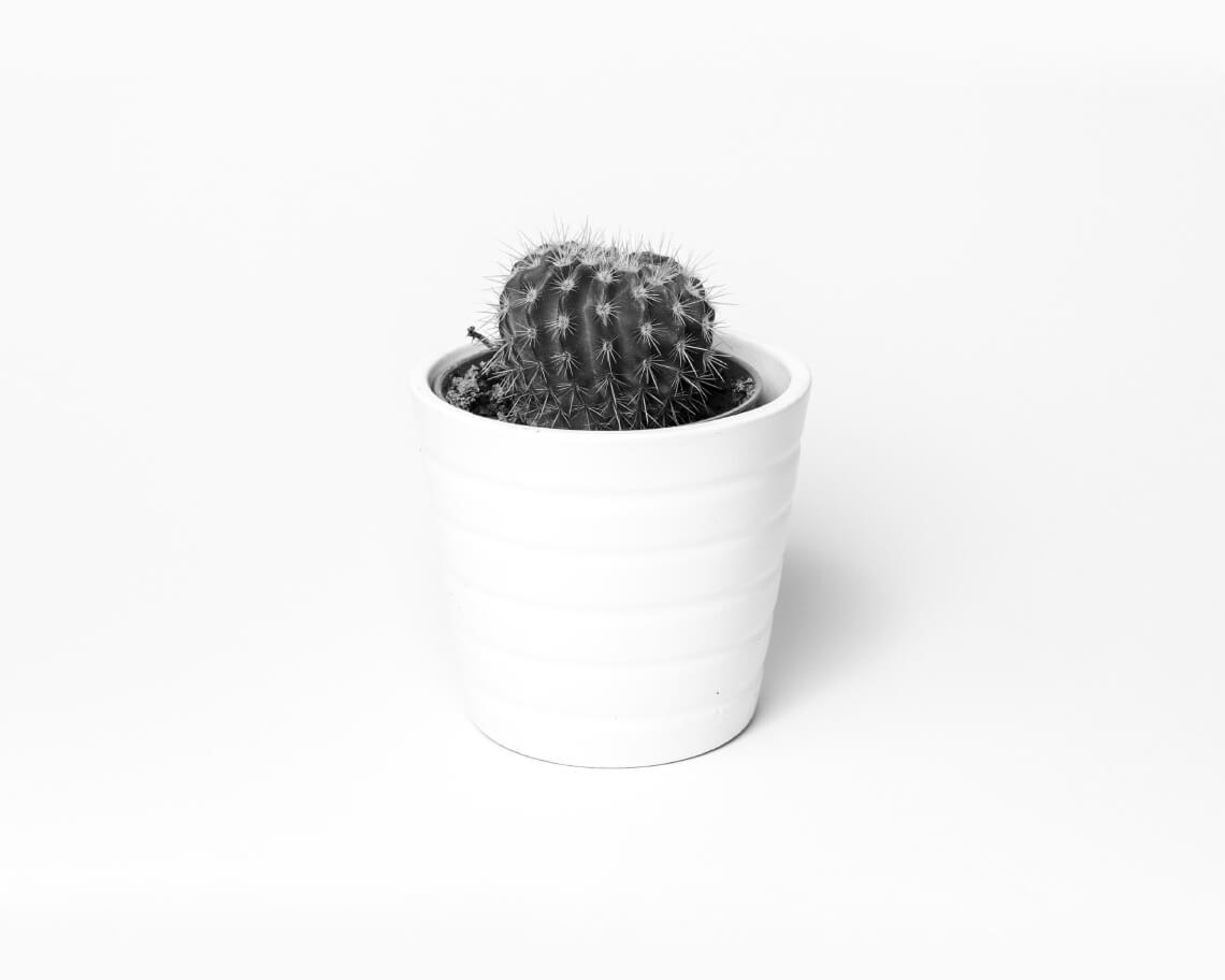Benefits of Succulents